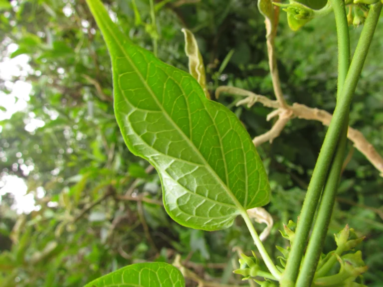 Gonolobus parviflorus (30)