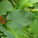 Gonolobus parviflorus (22)