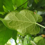 Gonolobus parviflorus (23)