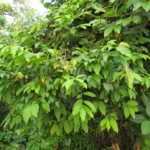 Gonolobus parviflorus (20)