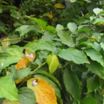 Gonolobus parviflorus (18)