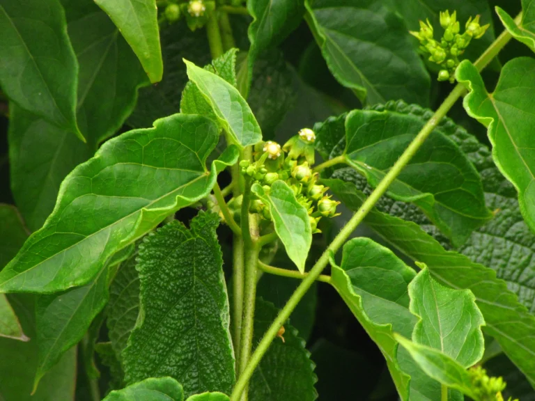 Gonolobus parviflorus (14)