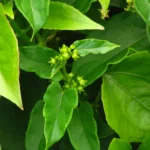 Gonolobus parviflorus (8)