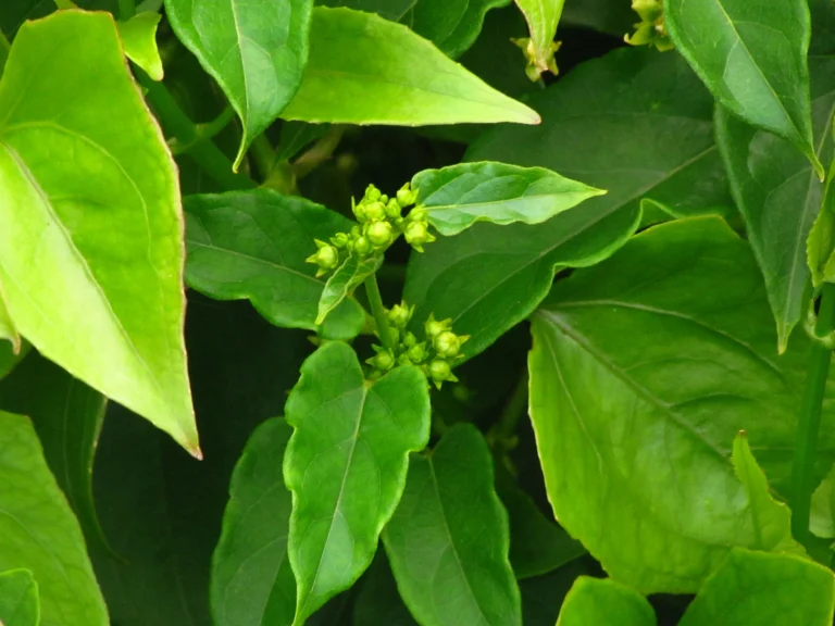 Gonolobus parviflorus (8)