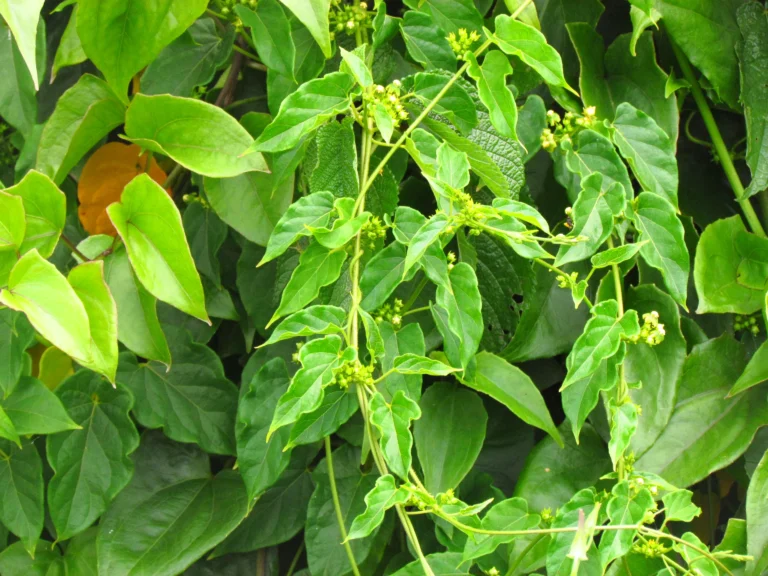 Gonolobus parviflorus (6)