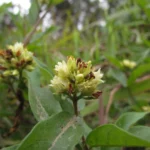 Forsteronia velloziana (7)