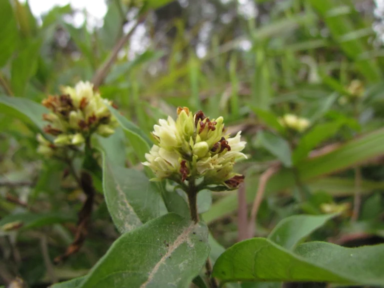 Forsteronia velloziana (7)