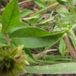 Forsteronia velloziana (4)