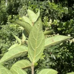 Forsteronia rufa (17)