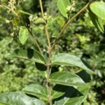 Forsteronia rufa (16)