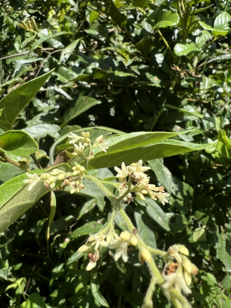 Forsteronia rufa (12)