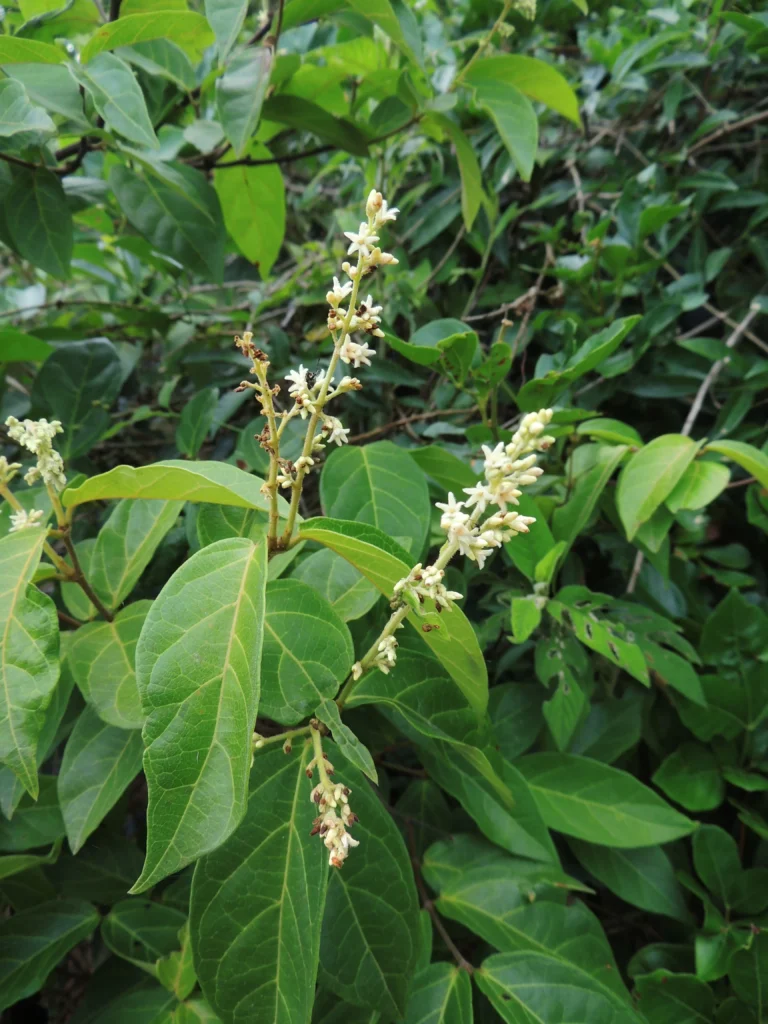 Forsteronia rufa (9)