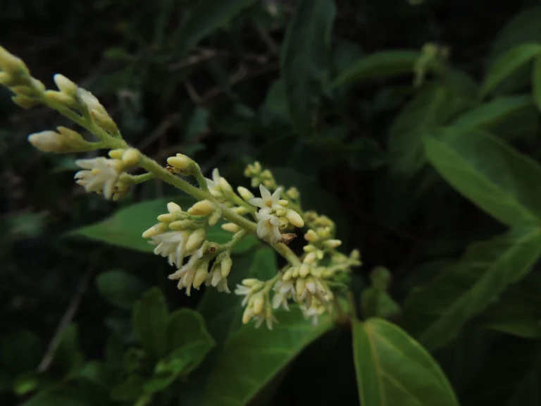 Forsteronia rufa (7)