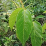 Forsteronia rufa (8)