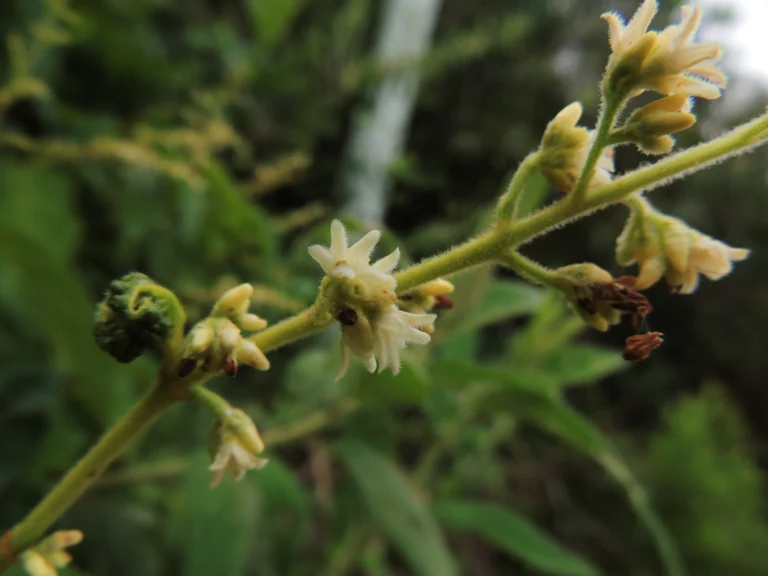 Forsteronia rufa (5)