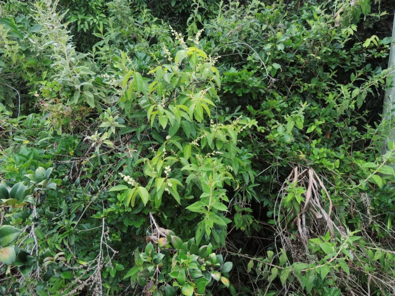 Forsteronia rufa (2)