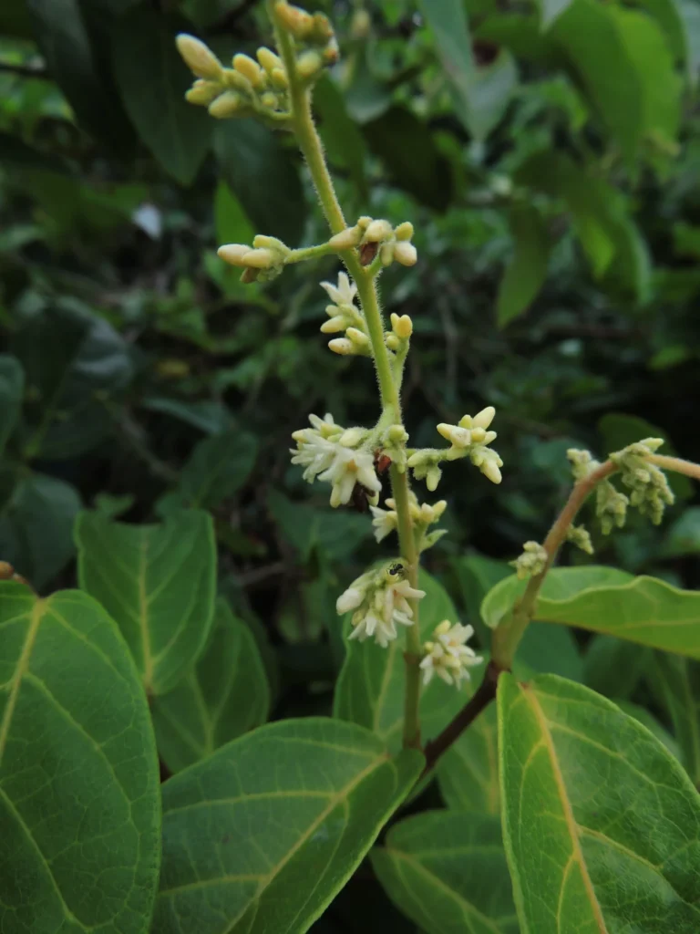 Forsteronia rufa (1)