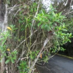 Forsteronia refracta (3)