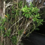 Forsteronia refracta (4)