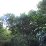 Forsteronia refracta (1)