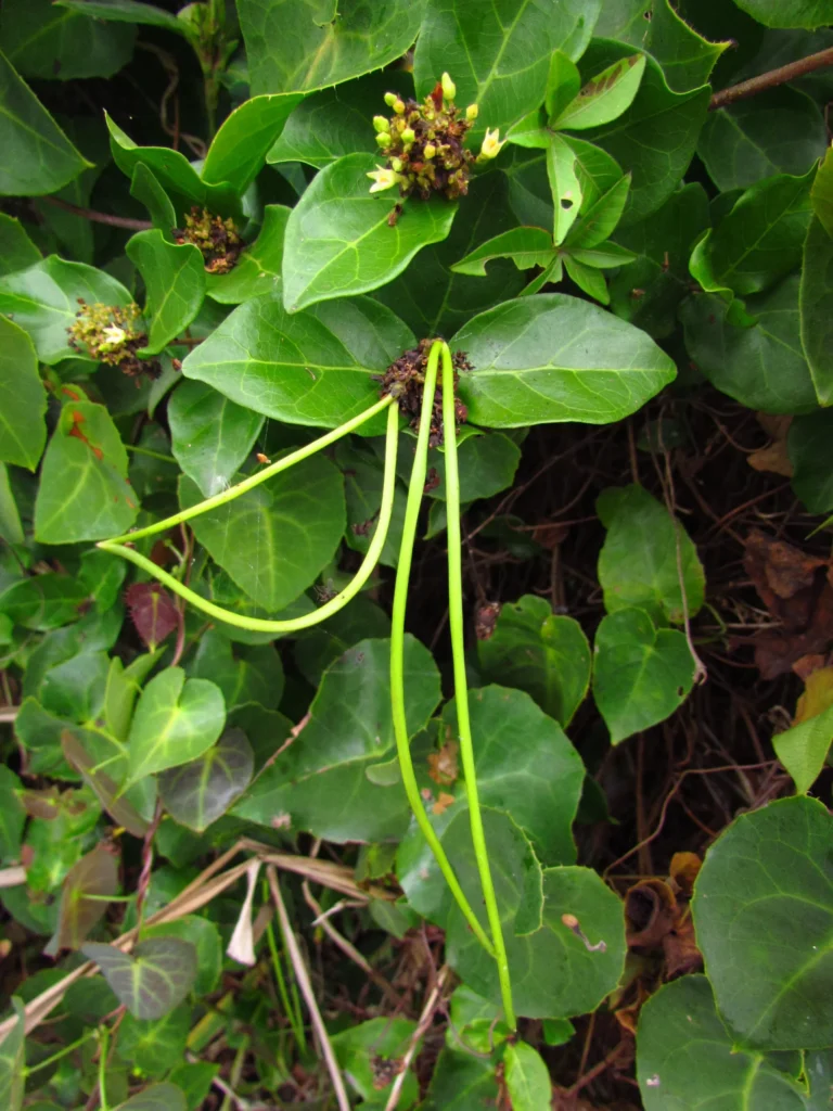 Forsteronia leptocarpa (40)