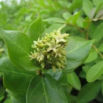 Forsteronia leptocarpa (34)