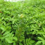 Forsteronia leptocarpa (30)