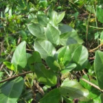 Forsteronia leptocarpa (26)