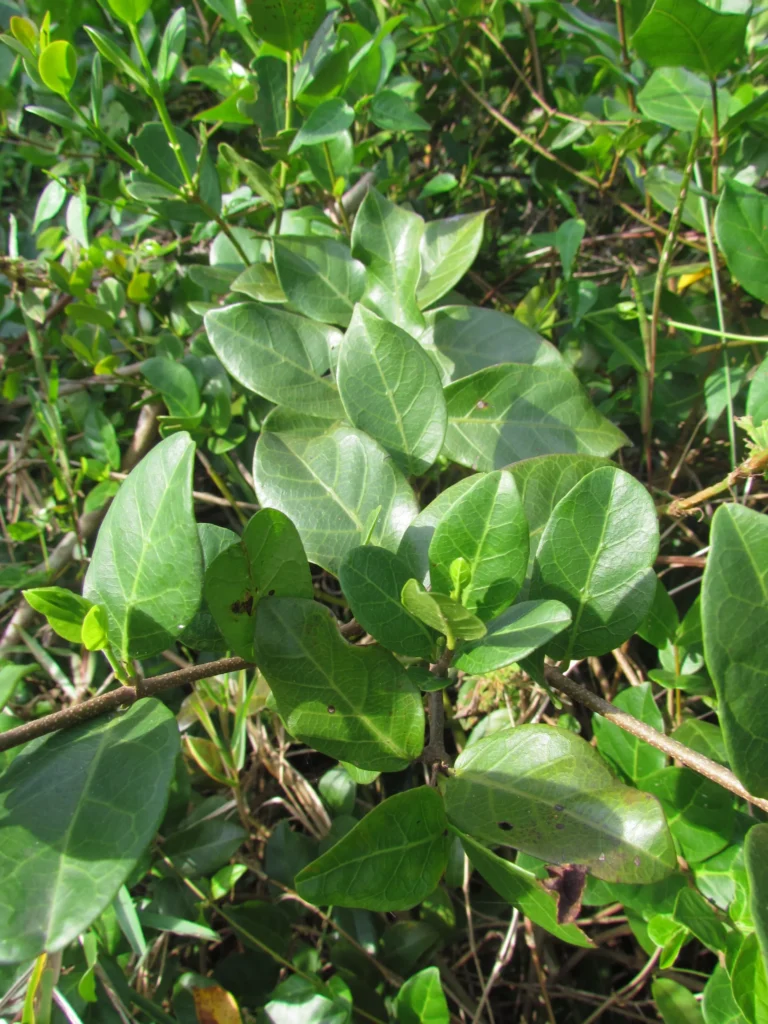 Forsteronia leptocarpa (26)