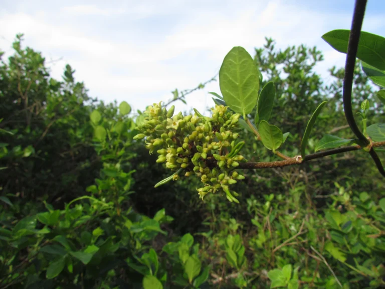 Forsteronia leptocarpa (27)