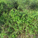 Forsteronia leptocarpa (19)