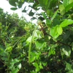 Forsteronia leptocarpa (21)