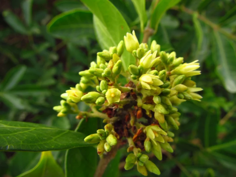 Forsteronia leptocarpa (16)