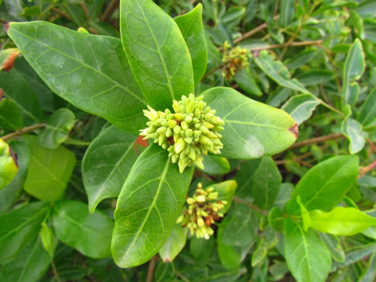 Forsteronia leptocarpa (11)
