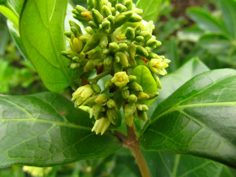 Forsteronia leptocarpa (13)