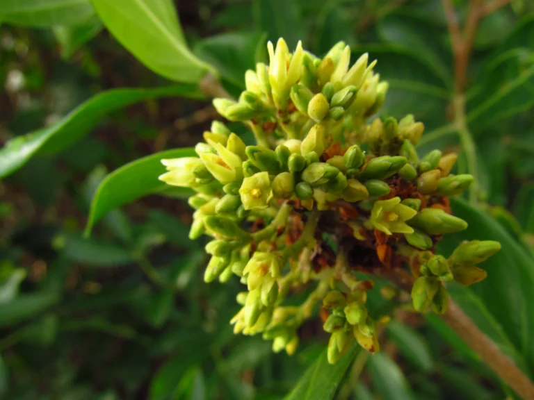 Forsteronia leptocarpa (10)