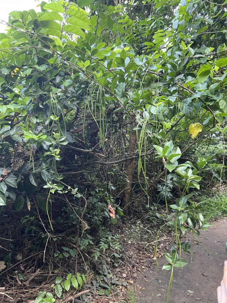 Forsteronia leptocarpa (1)