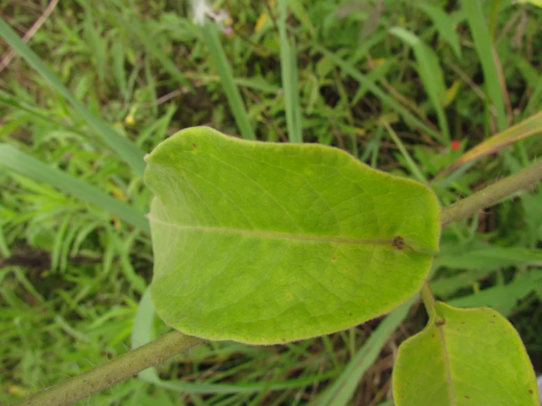 Fischeria stellata (12)