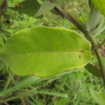 Fischeria stellata (13)