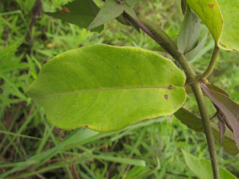 Fischeria stellata (13)