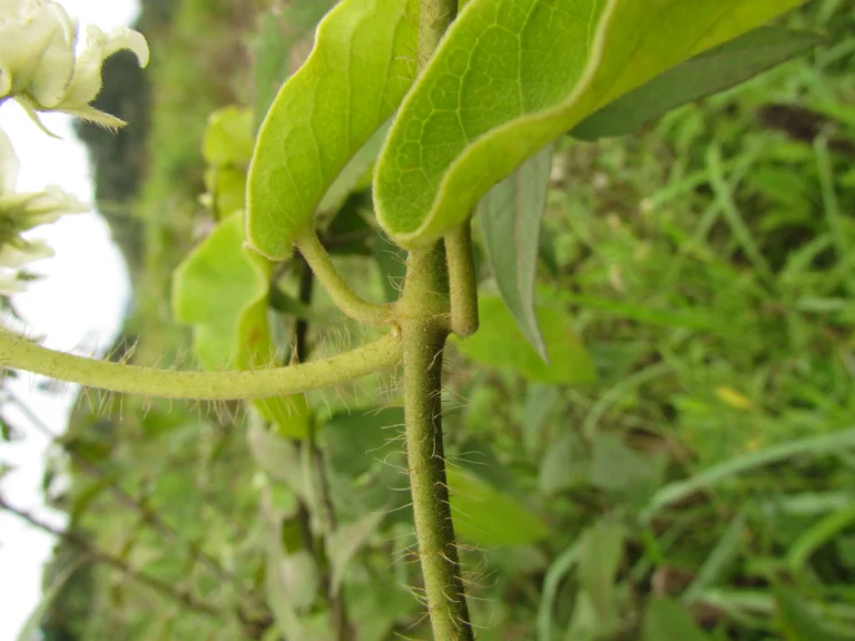 Fischeria stellata (10)