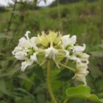 Fischeria stellata (9)
