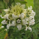 Fischeria stellata (6)