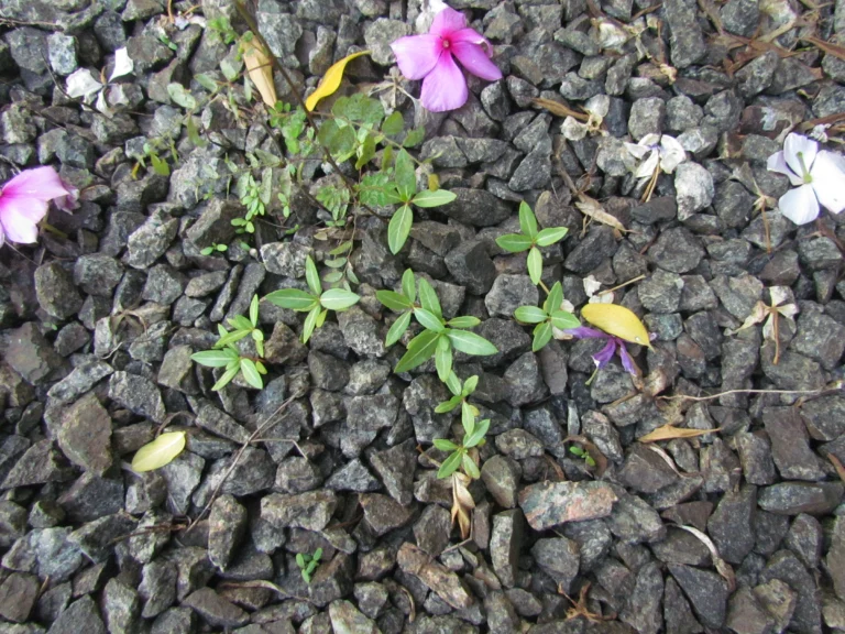 Catharanthus roseus (16)