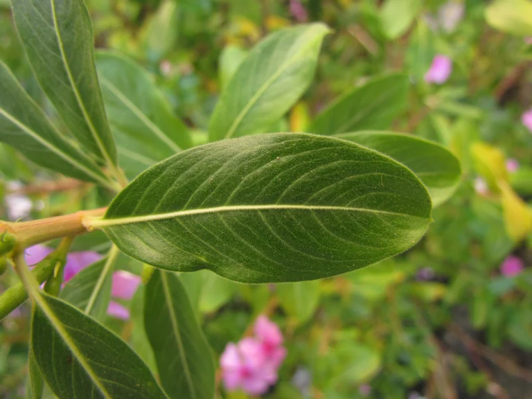 Catharanthus roseus (11)