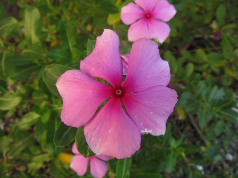 Catharanthus roseus (4)