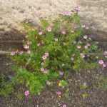 Catharanthus roseus (3)