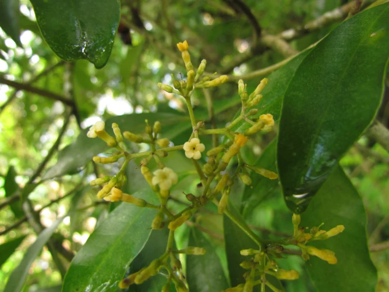 Aspidosperma olivaceum (13)