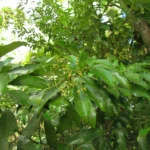 Aspidosperma olivaceum (14)