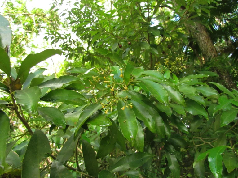 Aspidosperma olivaceum (14)